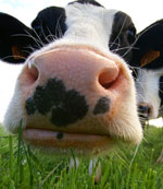 cow closeup