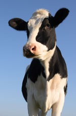 cow holstein cow