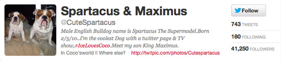 Spartacus the English Bulldog Spartacus the English Bulldog