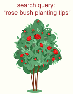 search query: rose bush planting tips