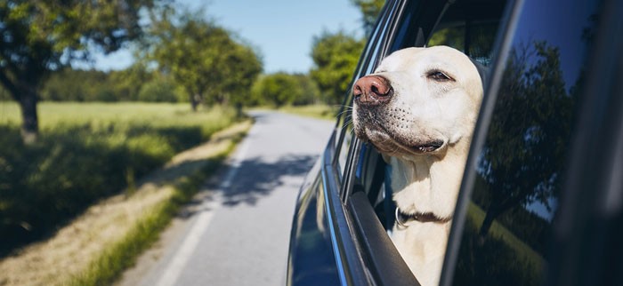 veterinary clinic drop-off appointment during pandemic